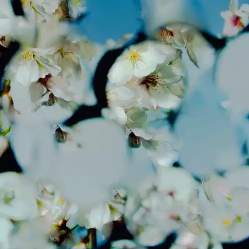 Spy x Family - Comedy cover